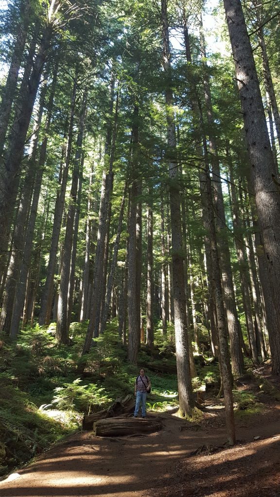 The great trees of Rainier National Park