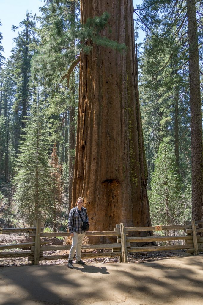 Giant Sequoia Tree