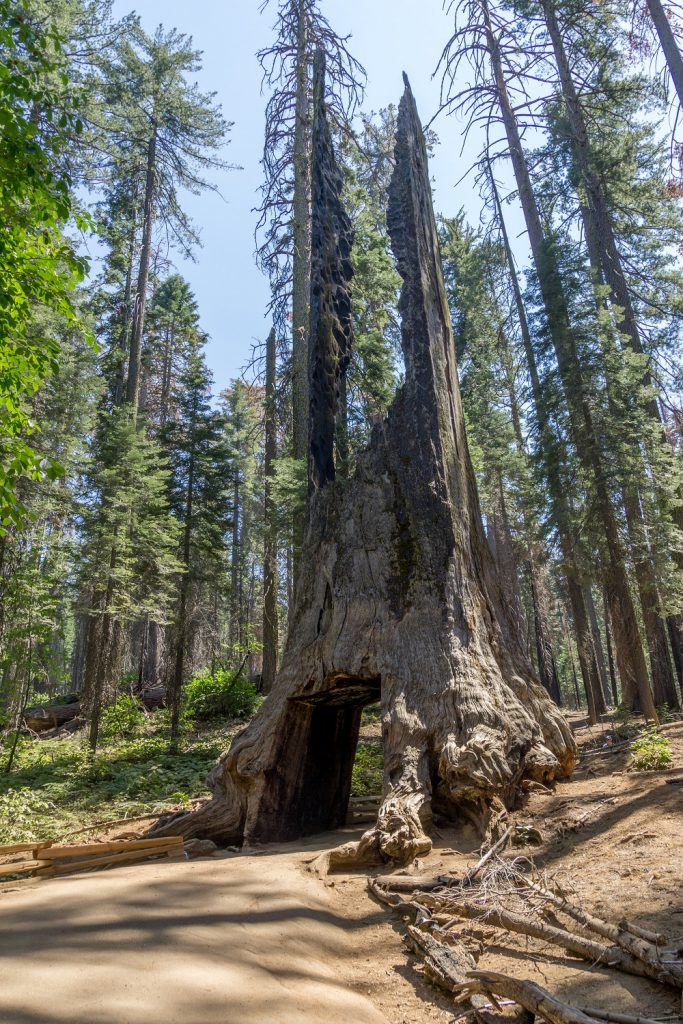 Dead Sequoia Tree